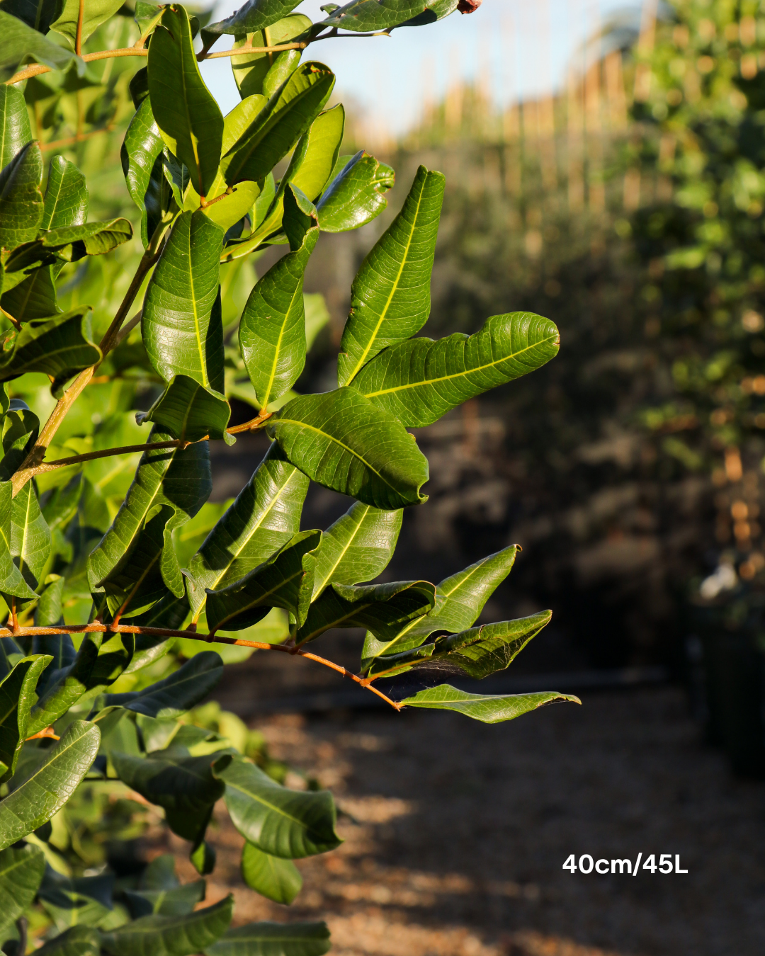 Cupaniopsis anacardioides Tuckeroo Tree