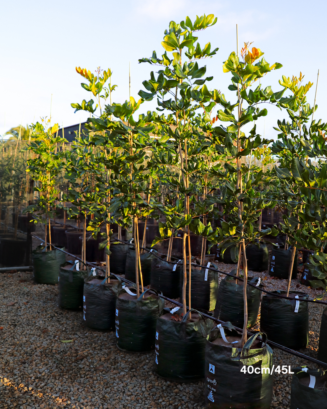 Cupaniopsis anacardioides Tuckeroo Tree