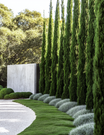 Cupressus sempervirens 'Glauca' - Pencil Pine