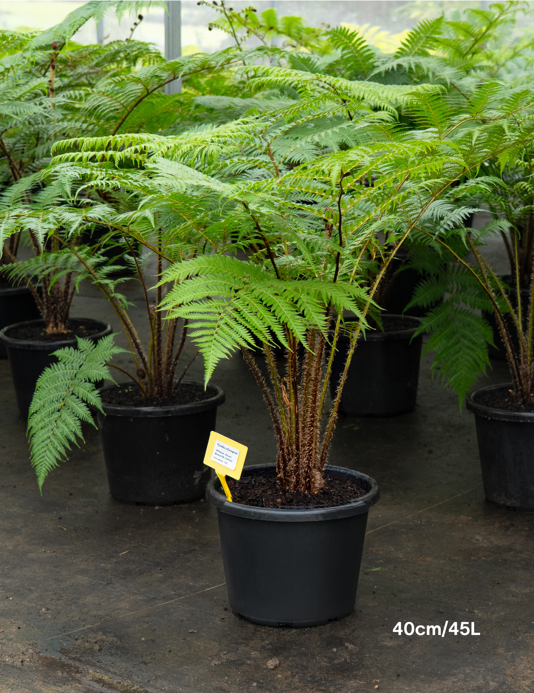 Cyathea cooperi – Australian Tree Fern