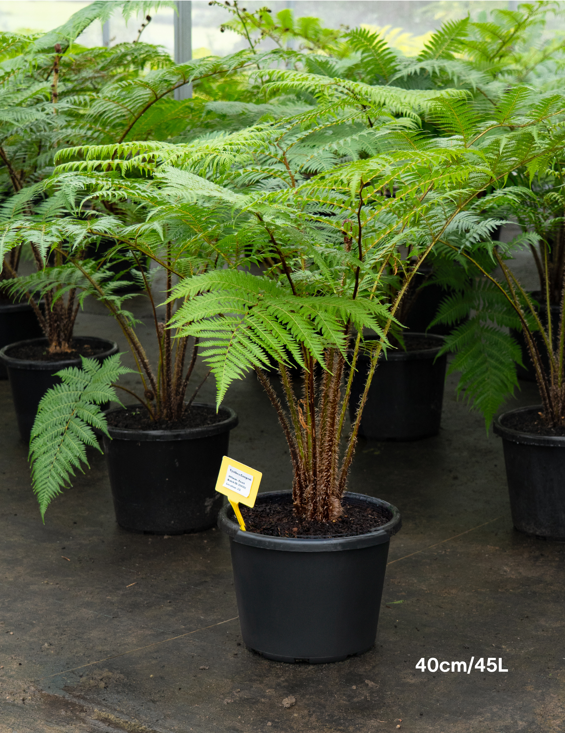 Cyathea cooperi – Australian Tree Fern