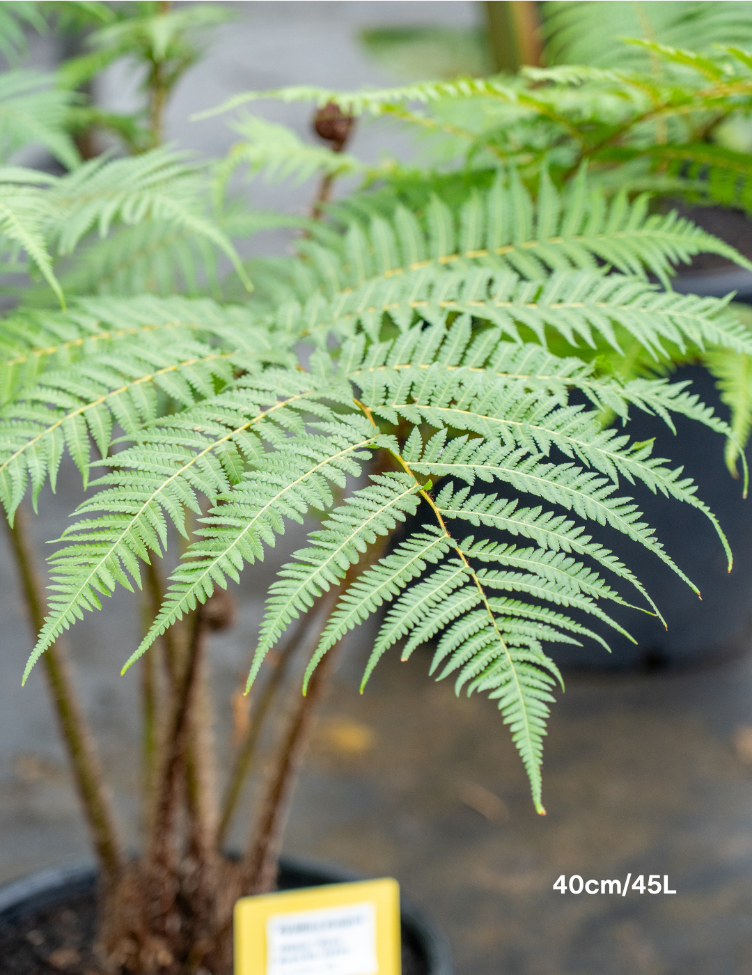 Cyathea cooperi – Australian Tree Fern