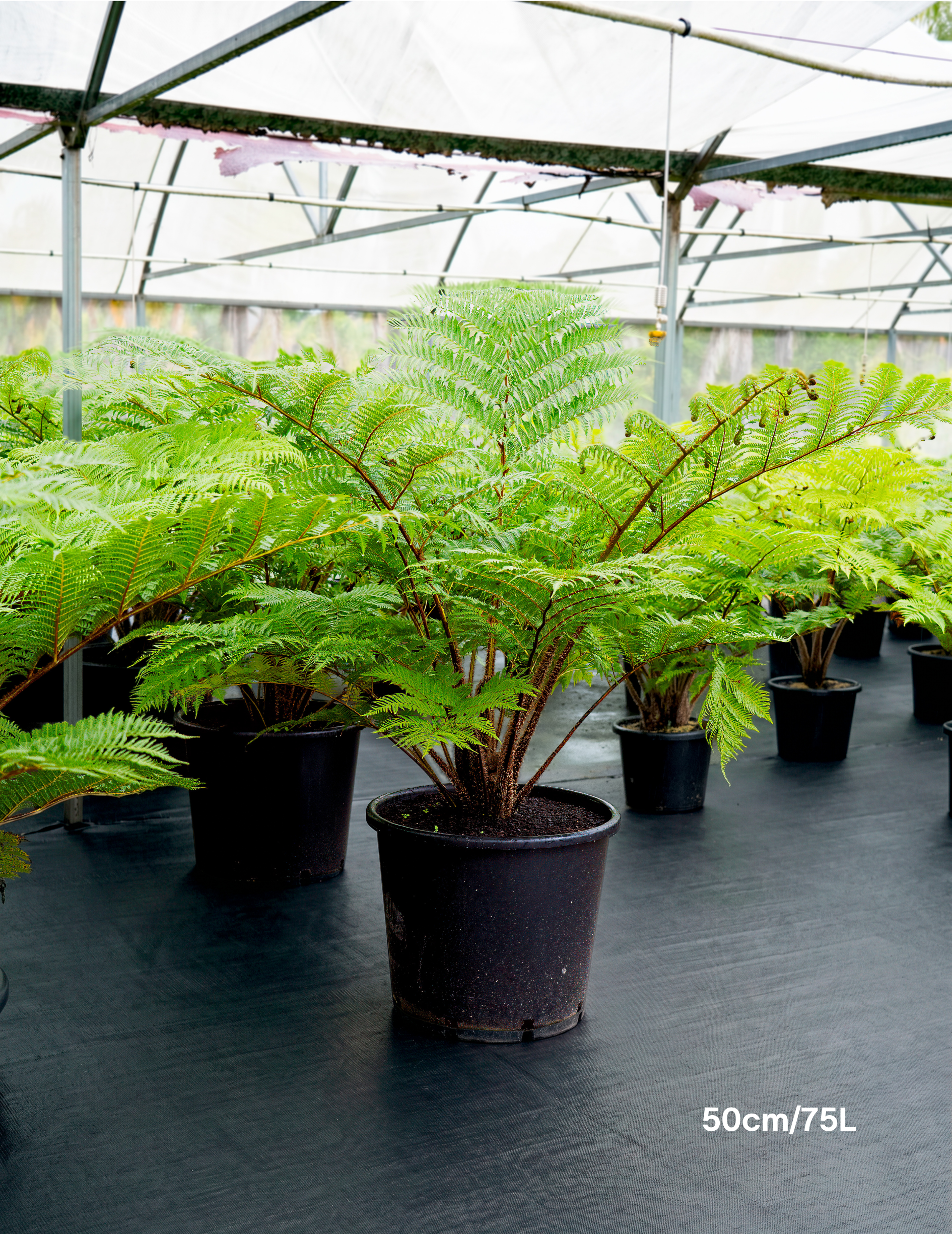 Cyathea cooperi – Australian Tree Fern
