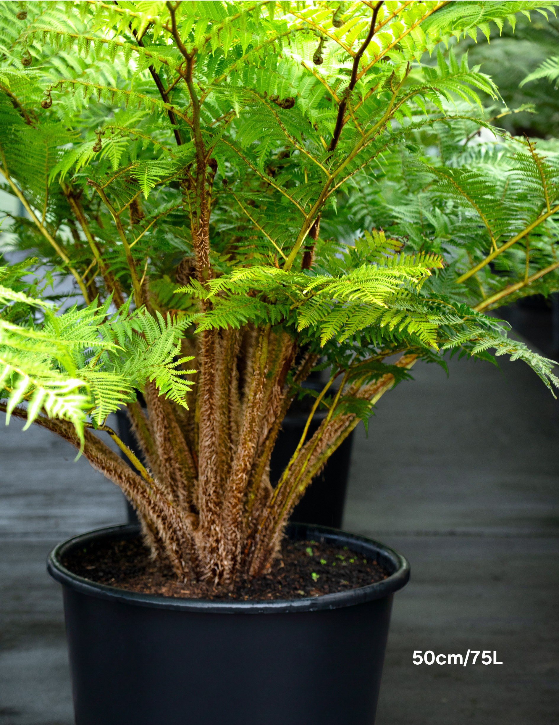 Cyathea cooperi – Australian Tree Fern