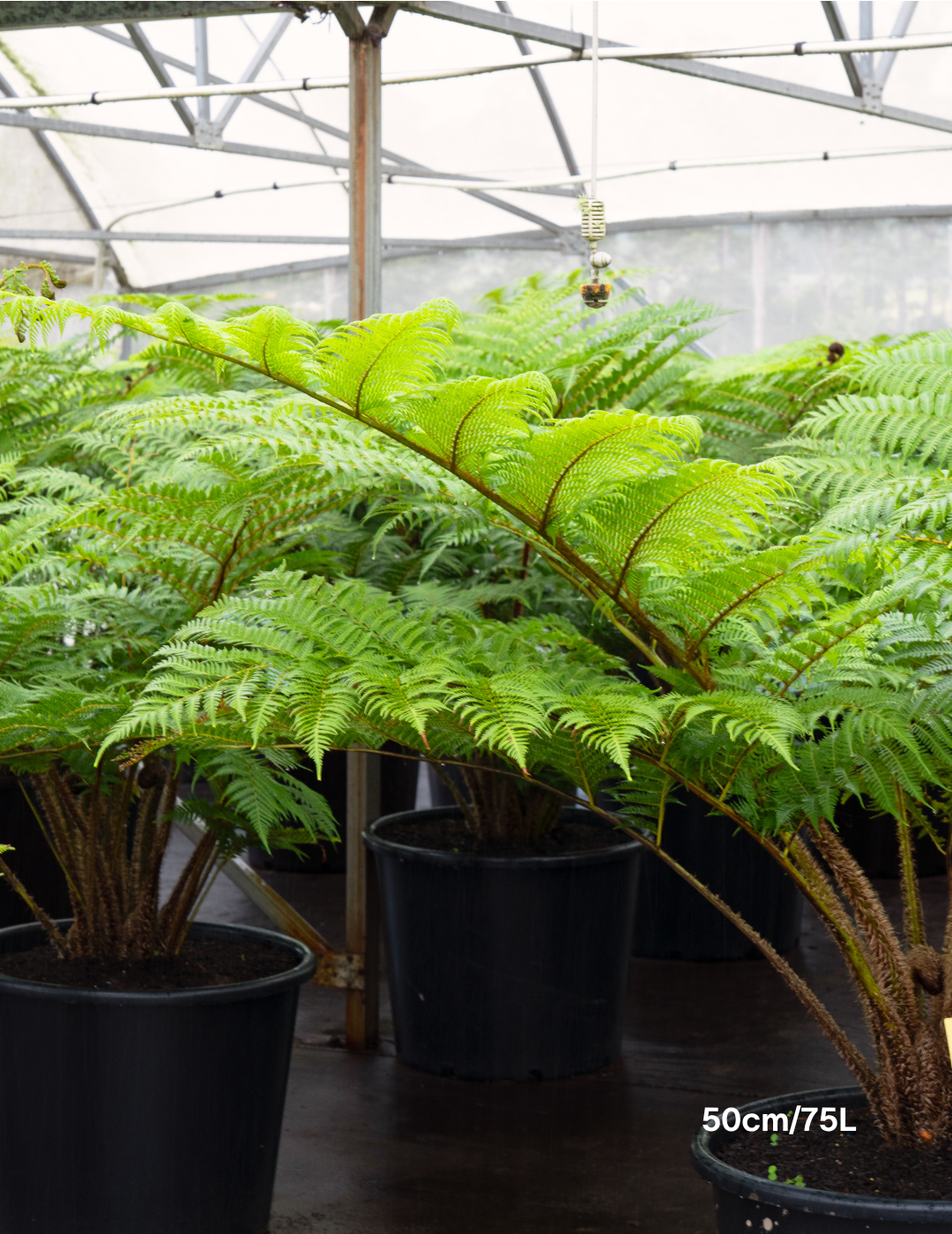 Cyathea cooperi – Australian Tree Fern