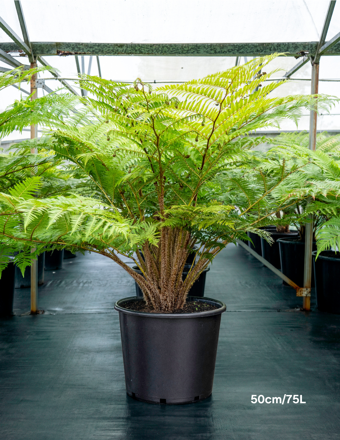 Cyathea cooperi – Australian Tree Fern