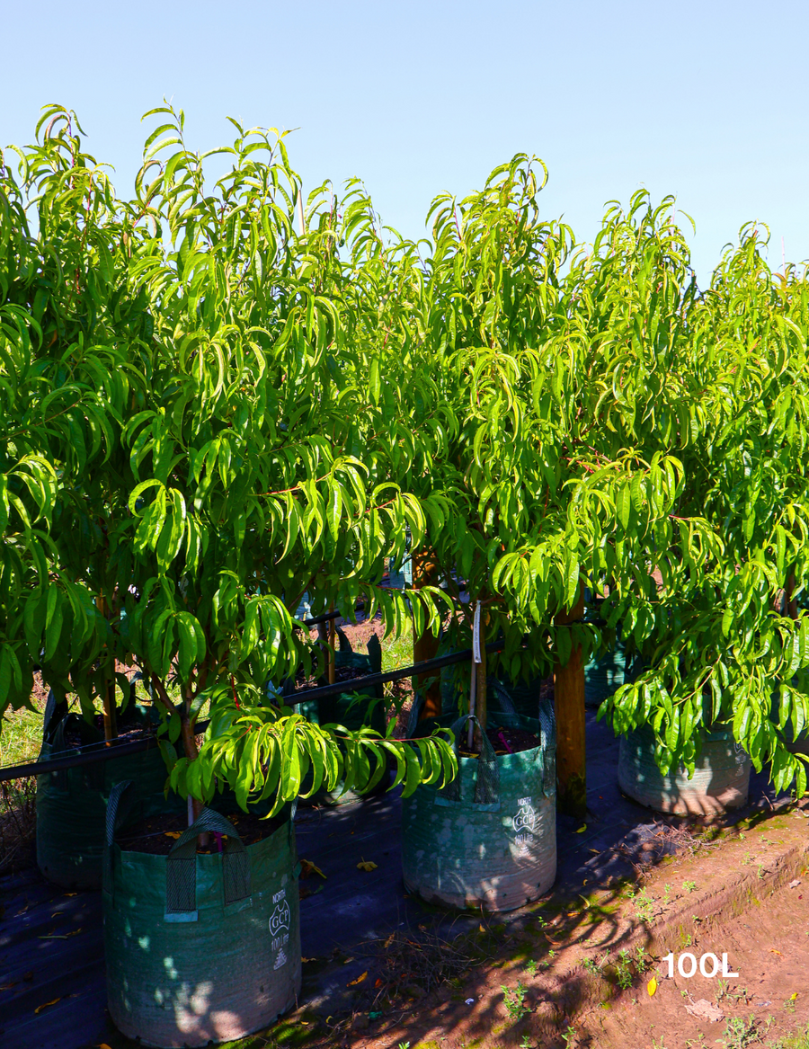 Prunus persica 'May Grand' Nectarine 40cm/45L - Evergreen Trees Direct