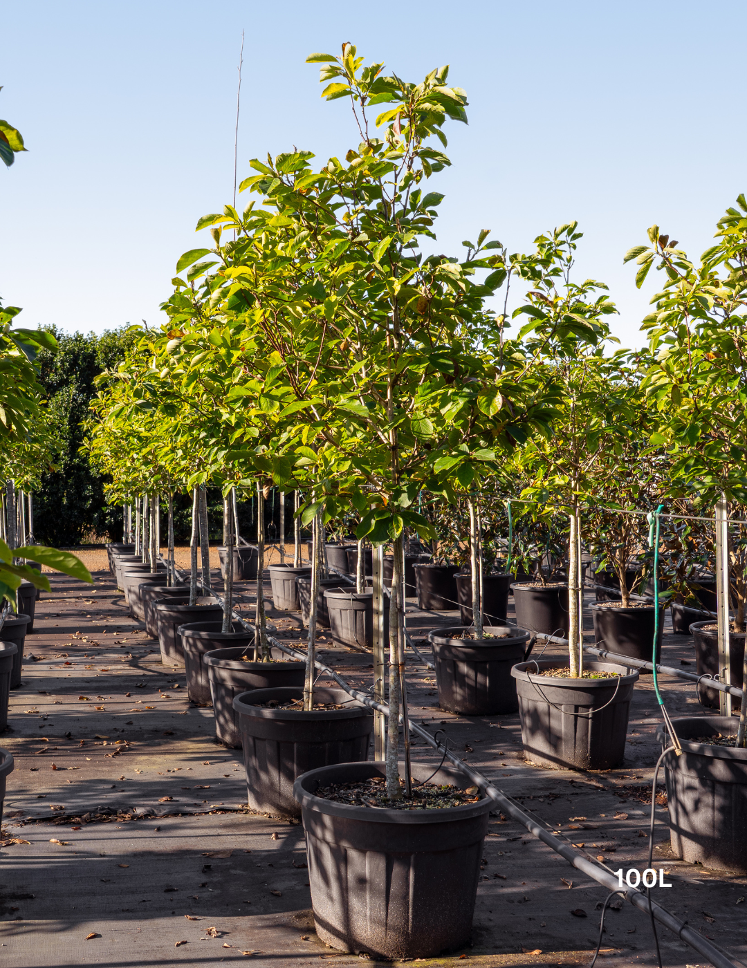 Magnolia x soulangeana - Evergreen Trees Direct