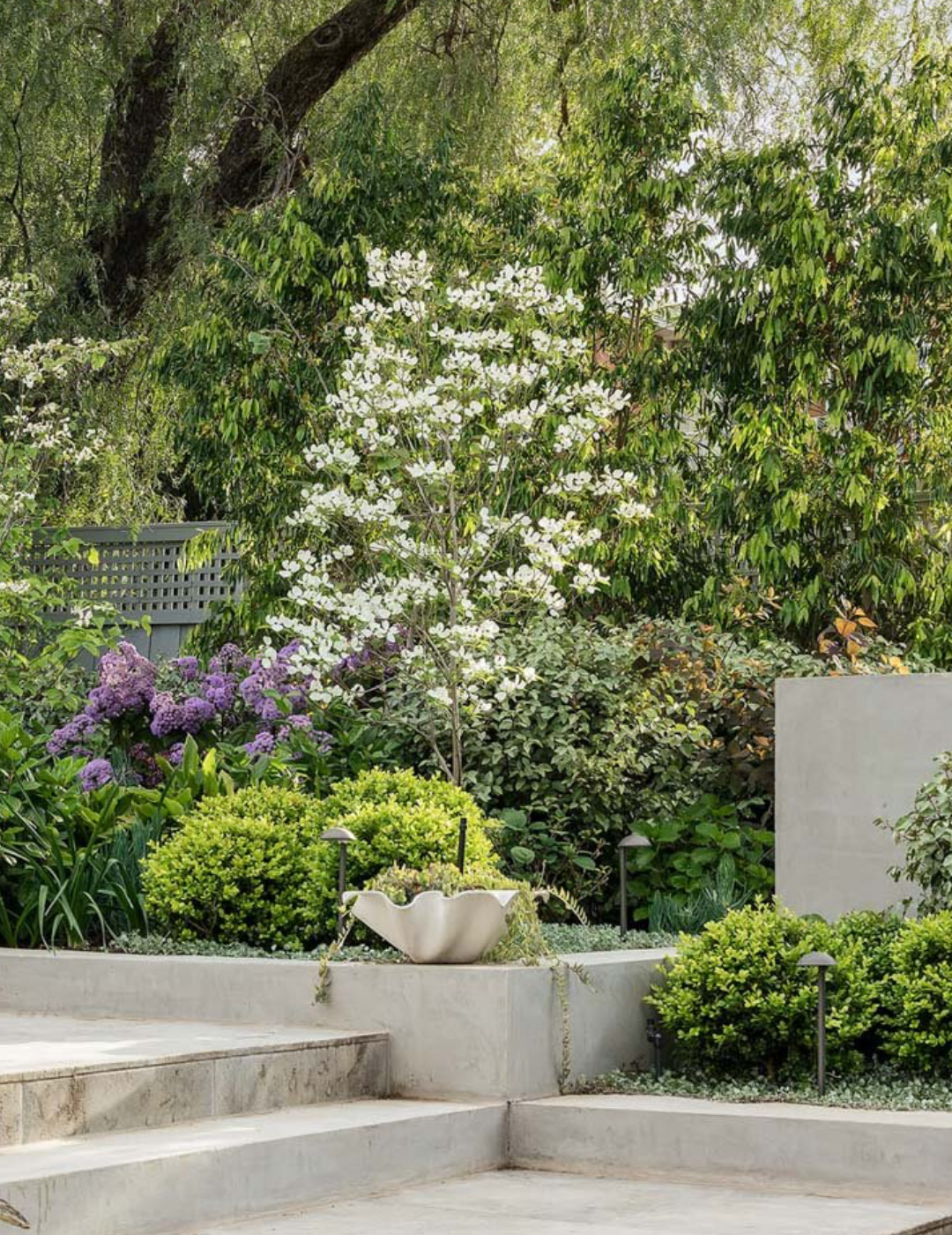 Cornus x 'Eric Gennet'