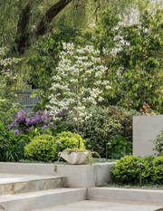 Cornus x 'Eric Gennet' (Dogwood) - Evergreen Trees Direct