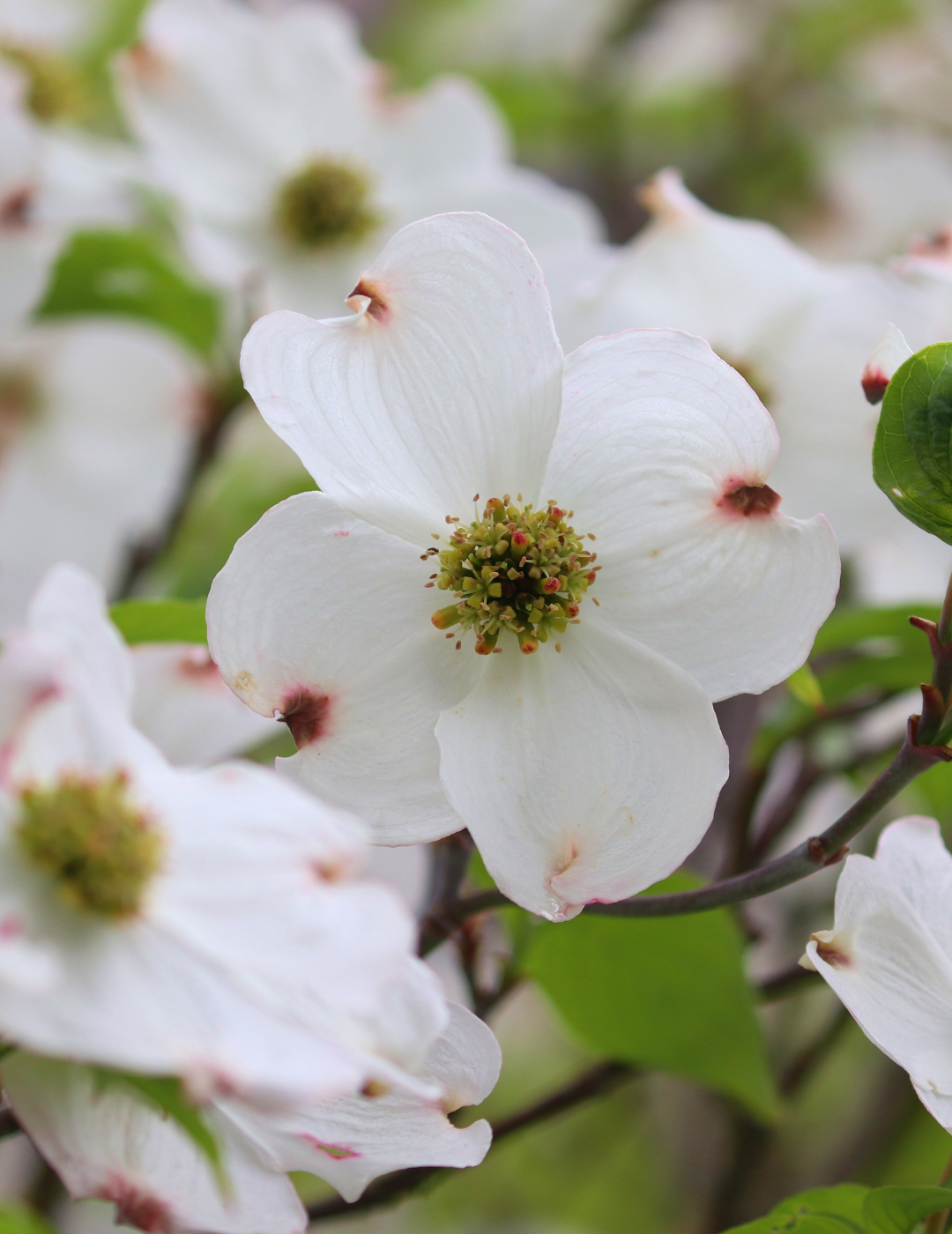 Cornus x 'Eric Gennet' (Dogwood) - Evergreen Trees Direct