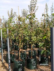 Eucalyptus leucoxylon 'Rosea' (Pink Flowering Yellow Gum) - Evergreen Trees Direct