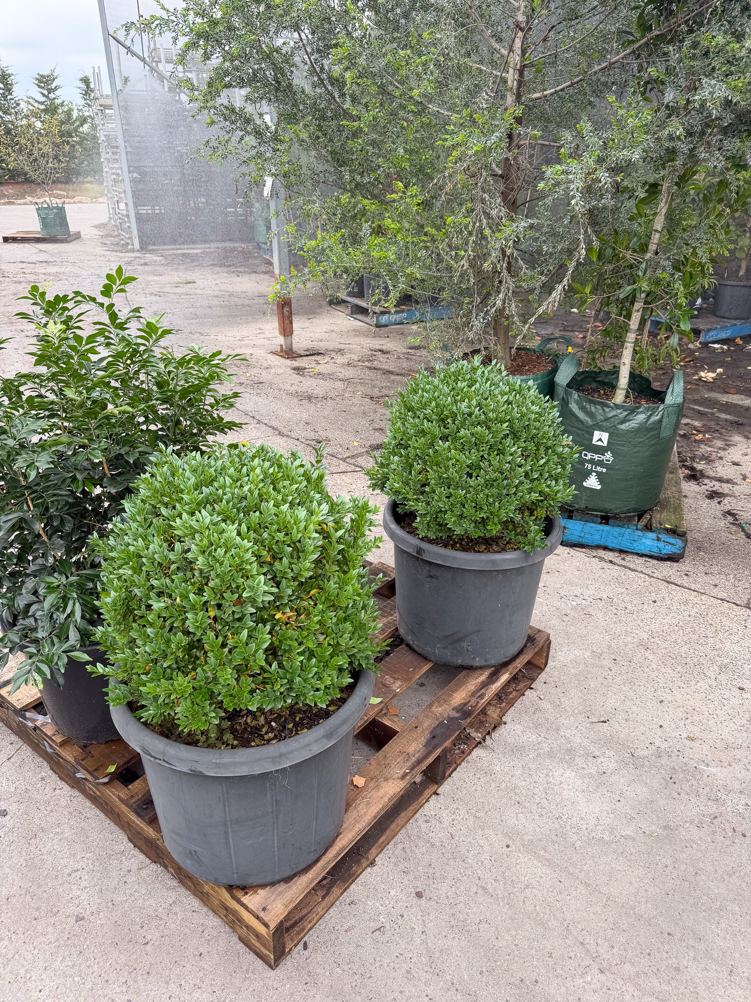 Buxus sempervirens English Box Topiary Balls - DECEMBER SALE