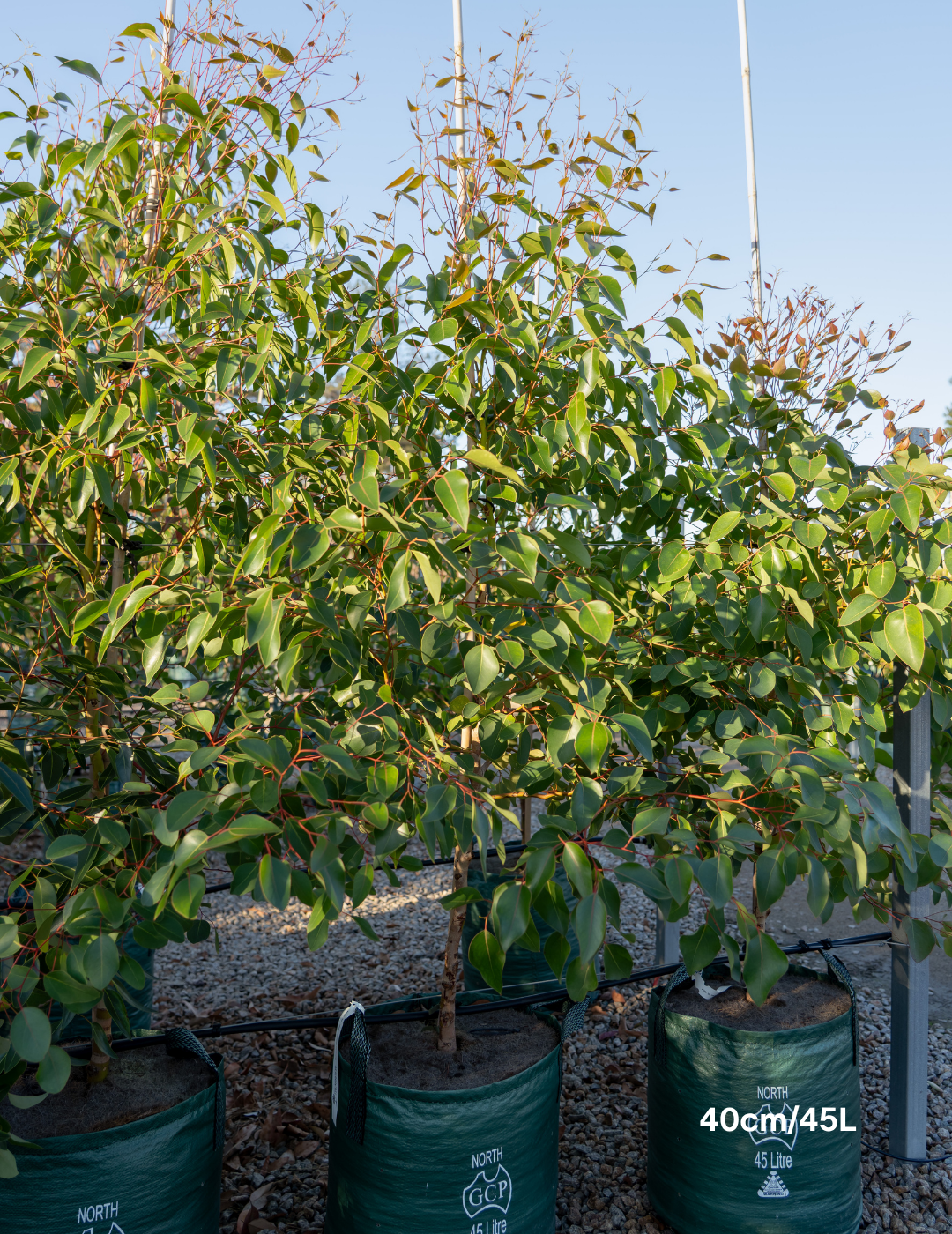 Eucalyptus cladocalyx 'Nana' (Dwarf Sugar Gum) - Evergreen Trees Direct