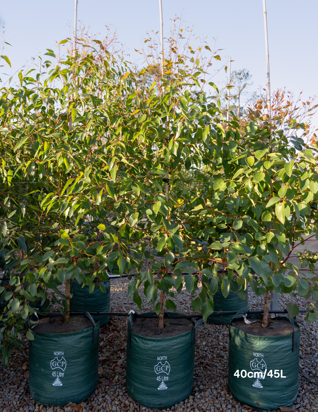 Eucalyptus cladocalyx 'Nana' (Dwarf Sugar Gum) - Evergreen Trees Direct