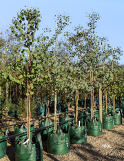 Eucalyptus polyanthemos - Red Box - Evergreen Trees Direct