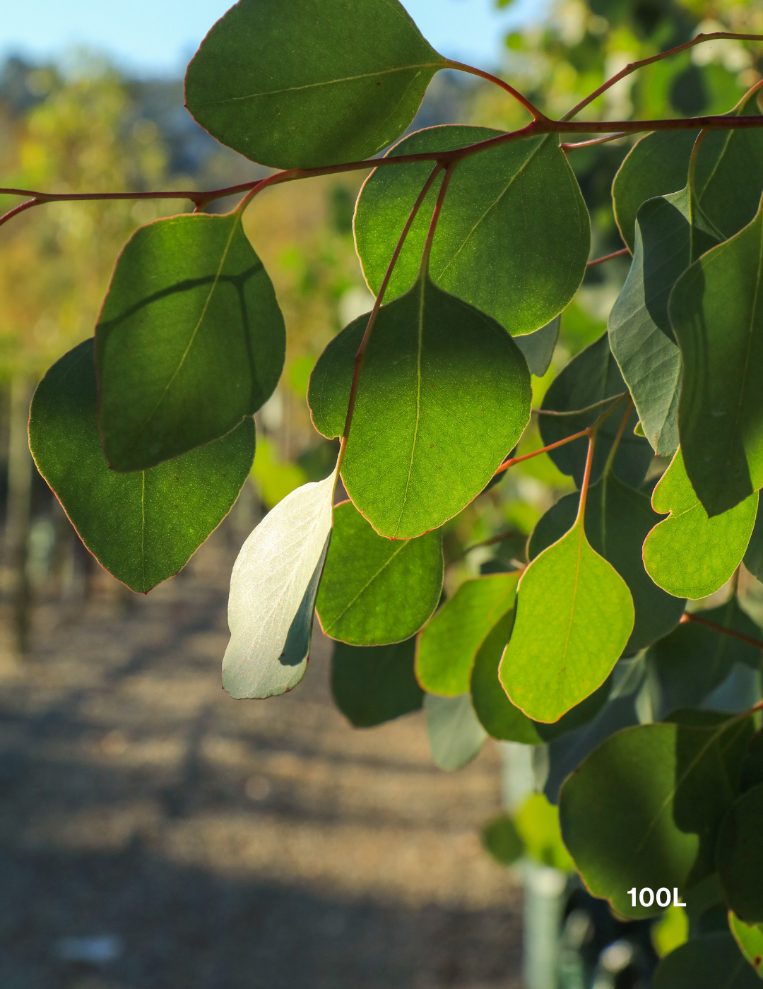 Eucalyptus polyanthemos - Red Box - Evergreen Trees Direct