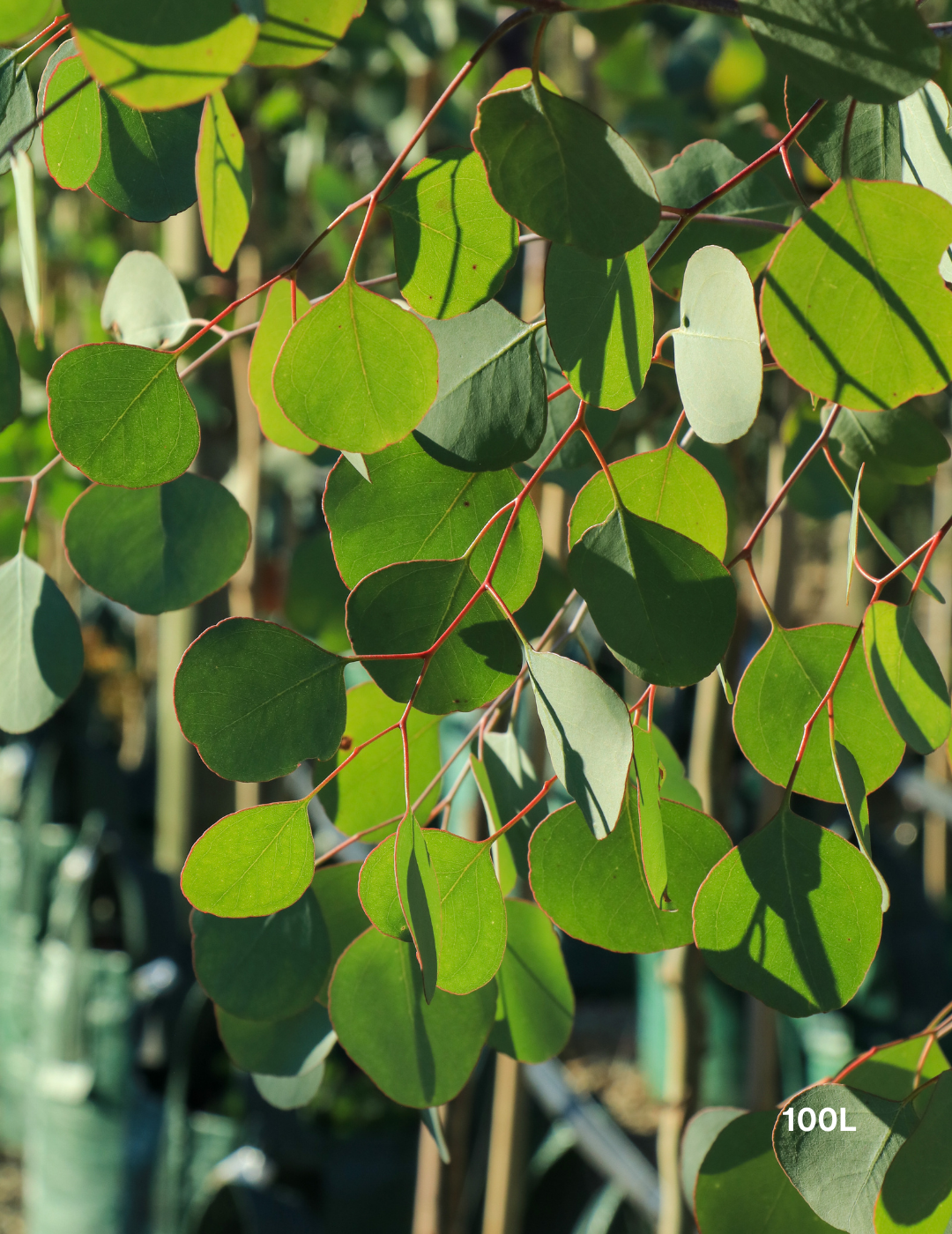 Eucalyptus polyanthemos - Red Box - Evergreen Trees Direct