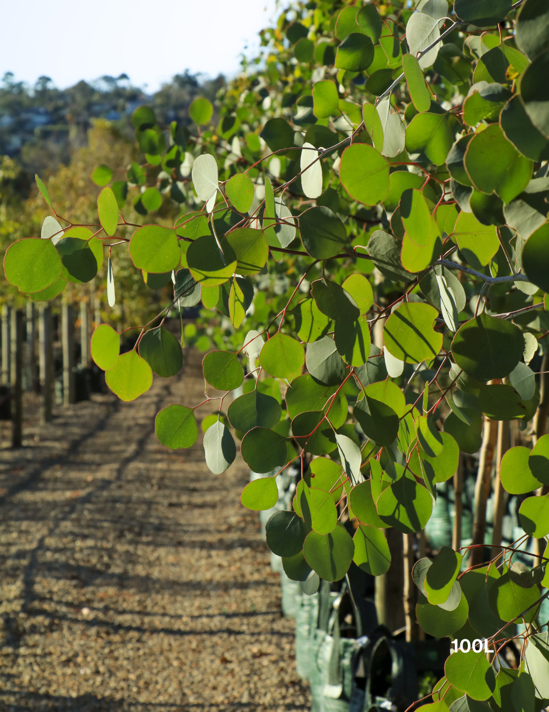 Eucalyptus polyanthemos - Red Box - Evergreen Trees Direct