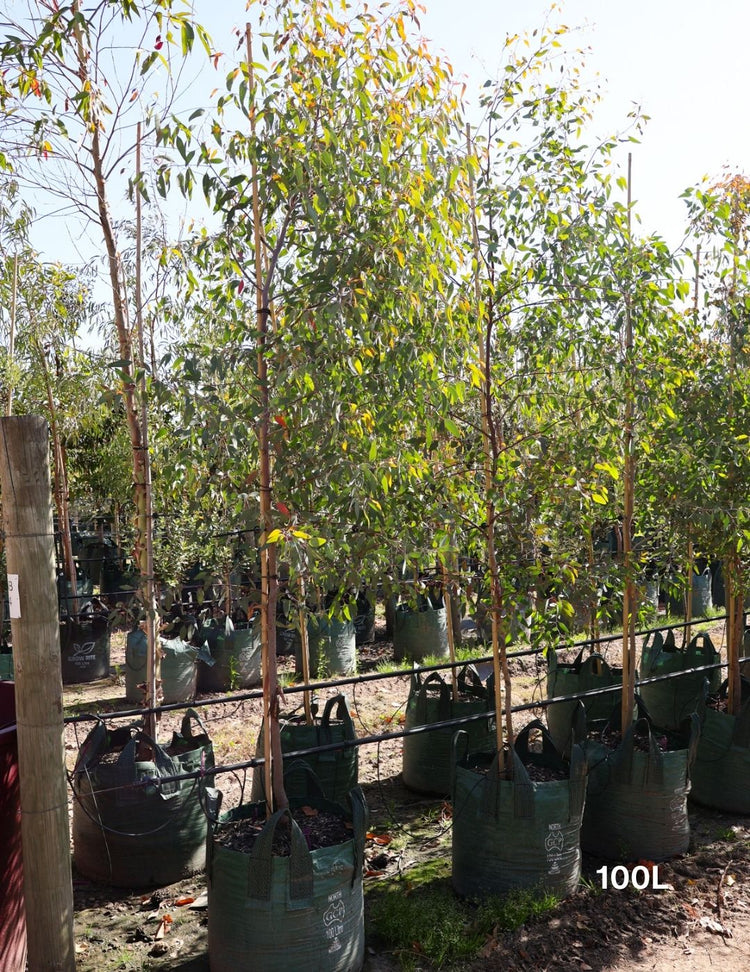 Eucalyptus sideroxylon 'Rosea'