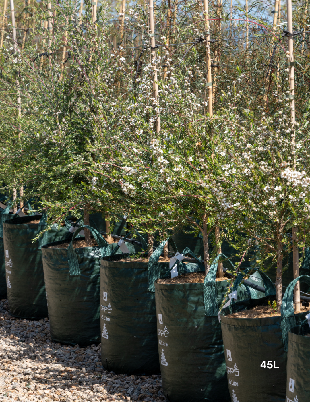 Eucalyptus spathulata