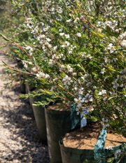 Eucalyptus spathulata – Swamp Mallet - Evergreen Trees Direct