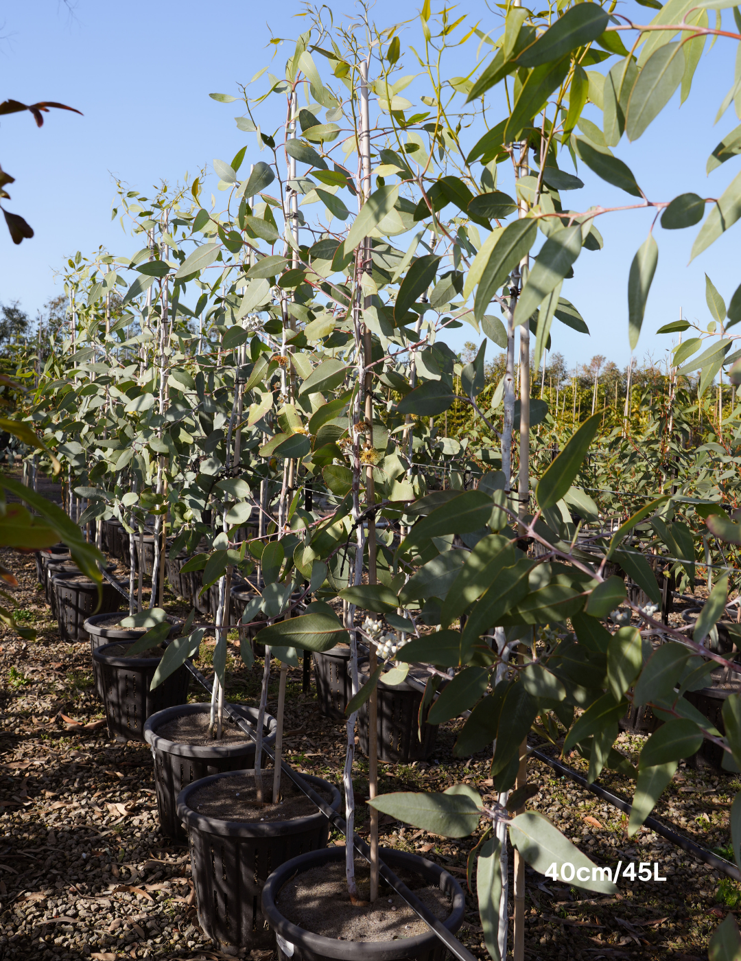 Eucalyptus woodwardii - Lemon Flowered Gum - Evergreen Trees Direct