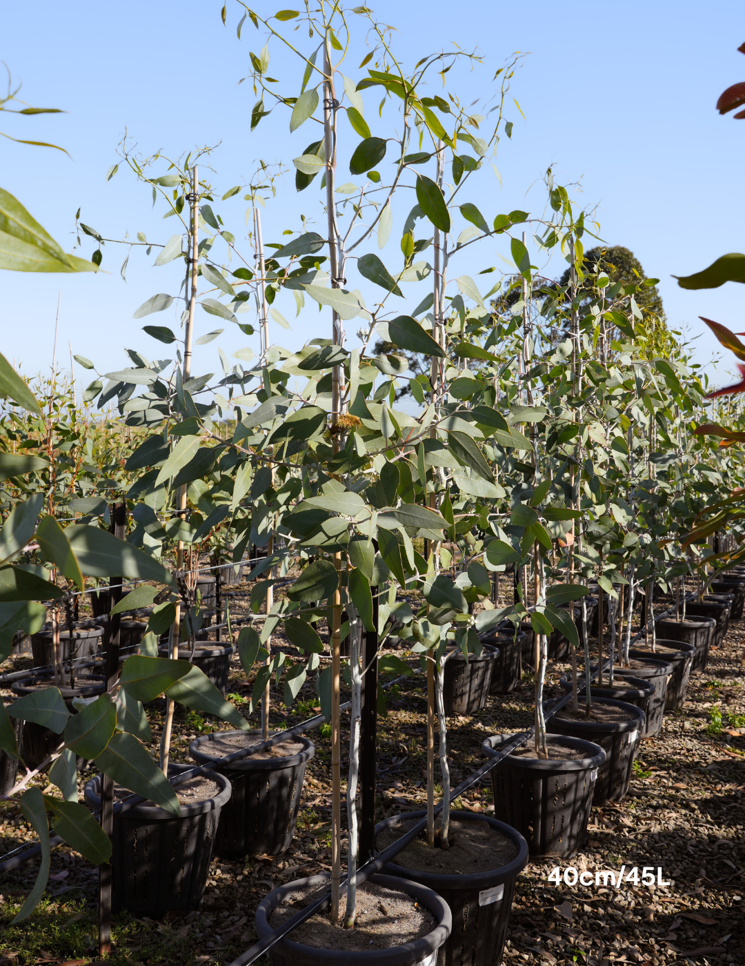 Eucalyptus woodwardii - Lemon Flowered Gum - Evergreen Trees Direct