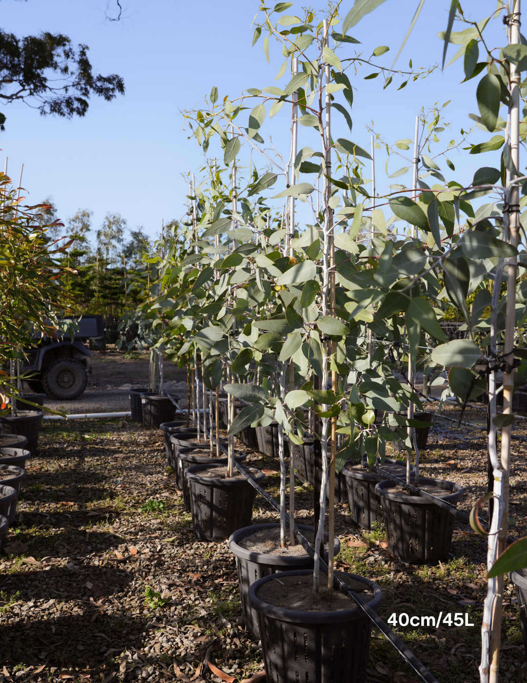 Eucalyptus woodwardii - Lemon Flowered Gum - Evergreen Trees Direct