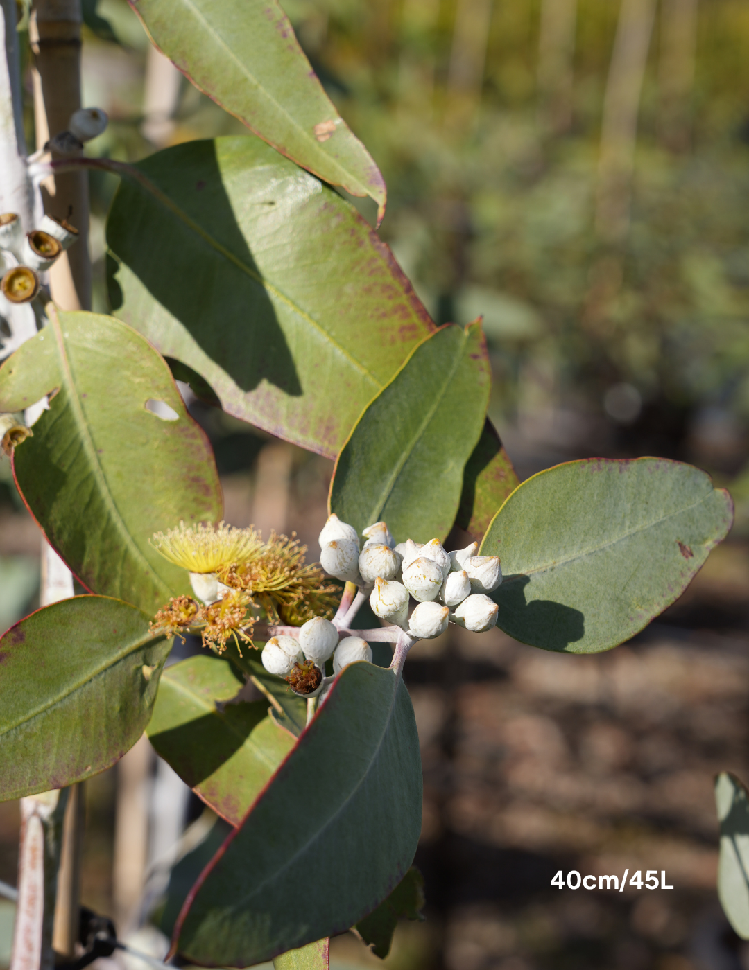 Eucalyptus woodwardii - Lemon Flowered Gum - Evergreen Trees Direct