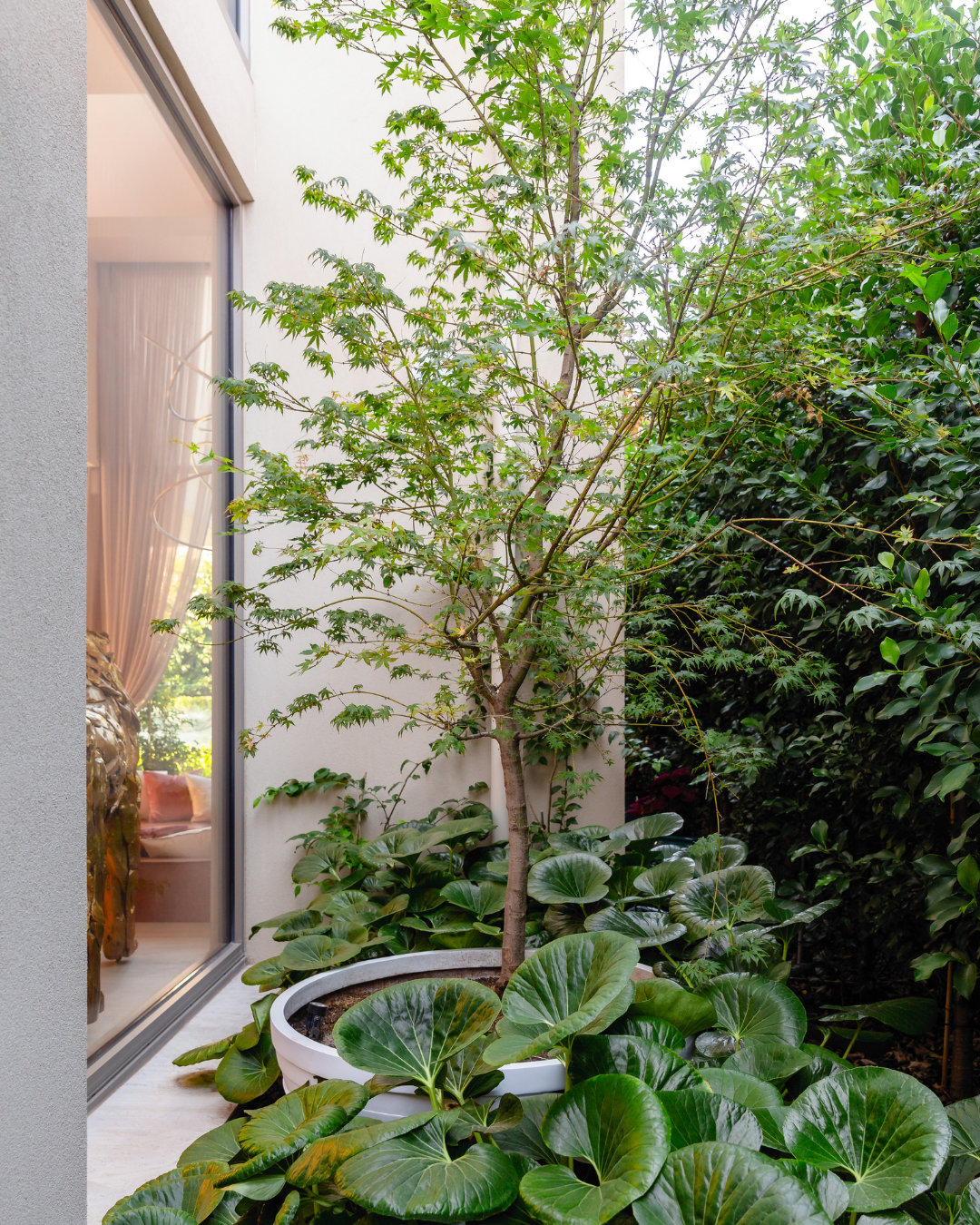 Acer palmatum Japanese Maple — project image 1
