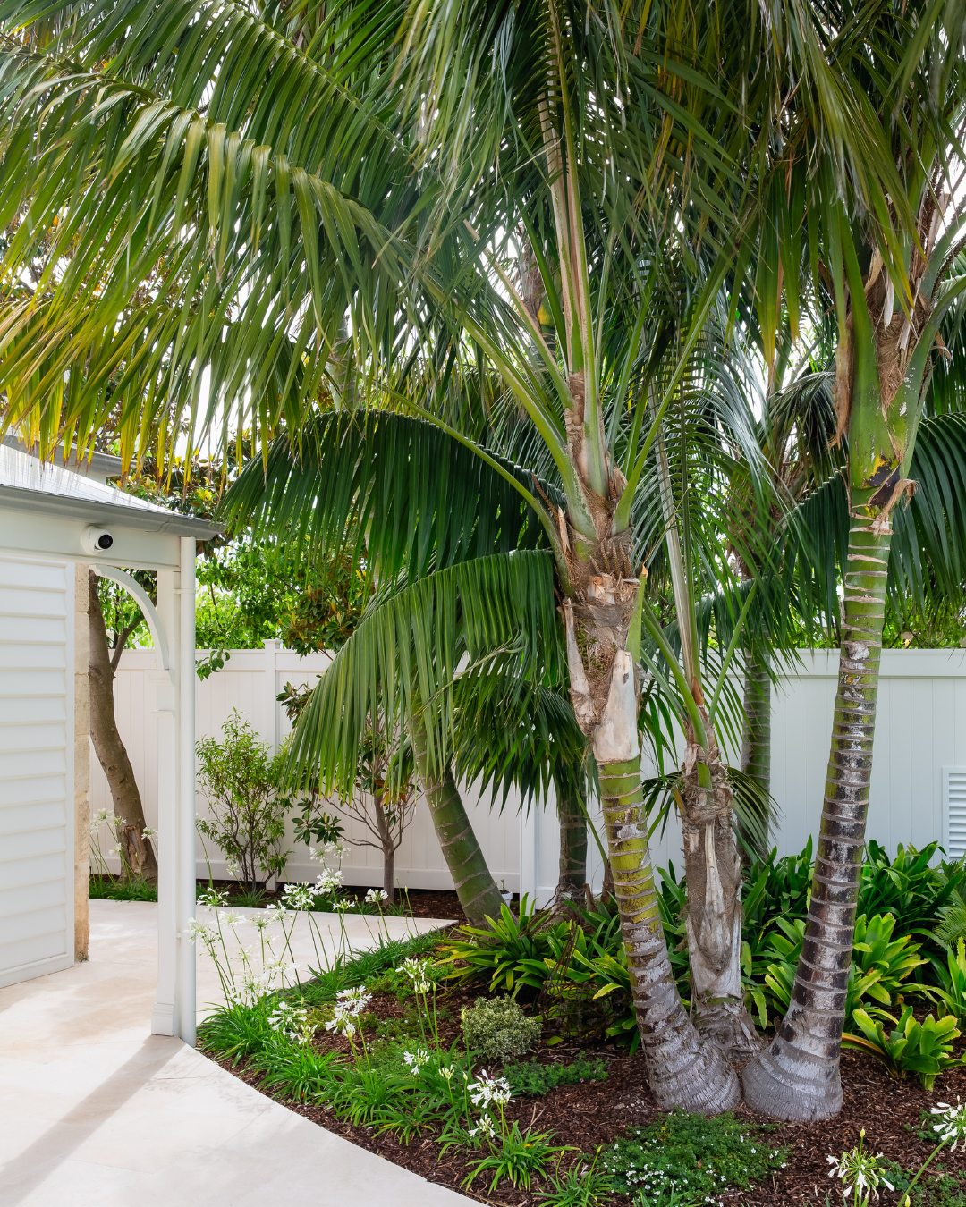 Archontophoenix cunninghamiana Bangalow Palm — project image 1