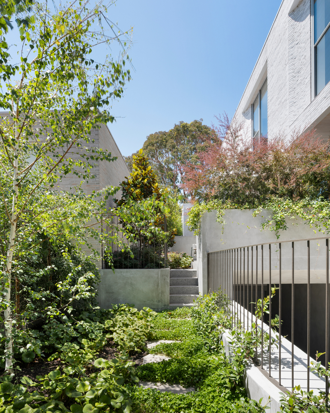 Betula pendula 'Moss White' — project image 1