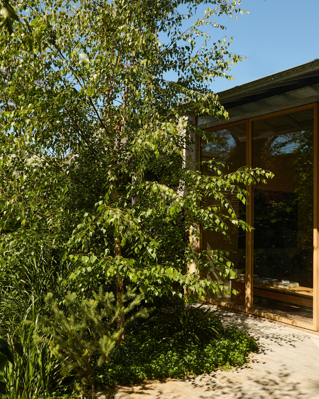Betula pendula 'Moss White' — project image 3