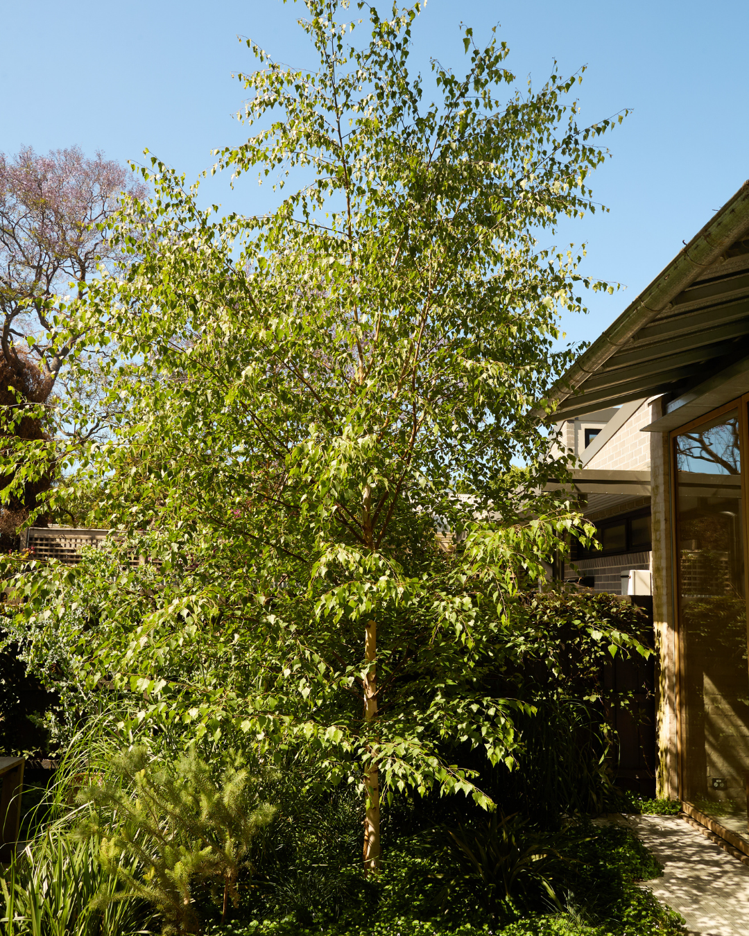 Betula pendula 'Moss White' — project image 5