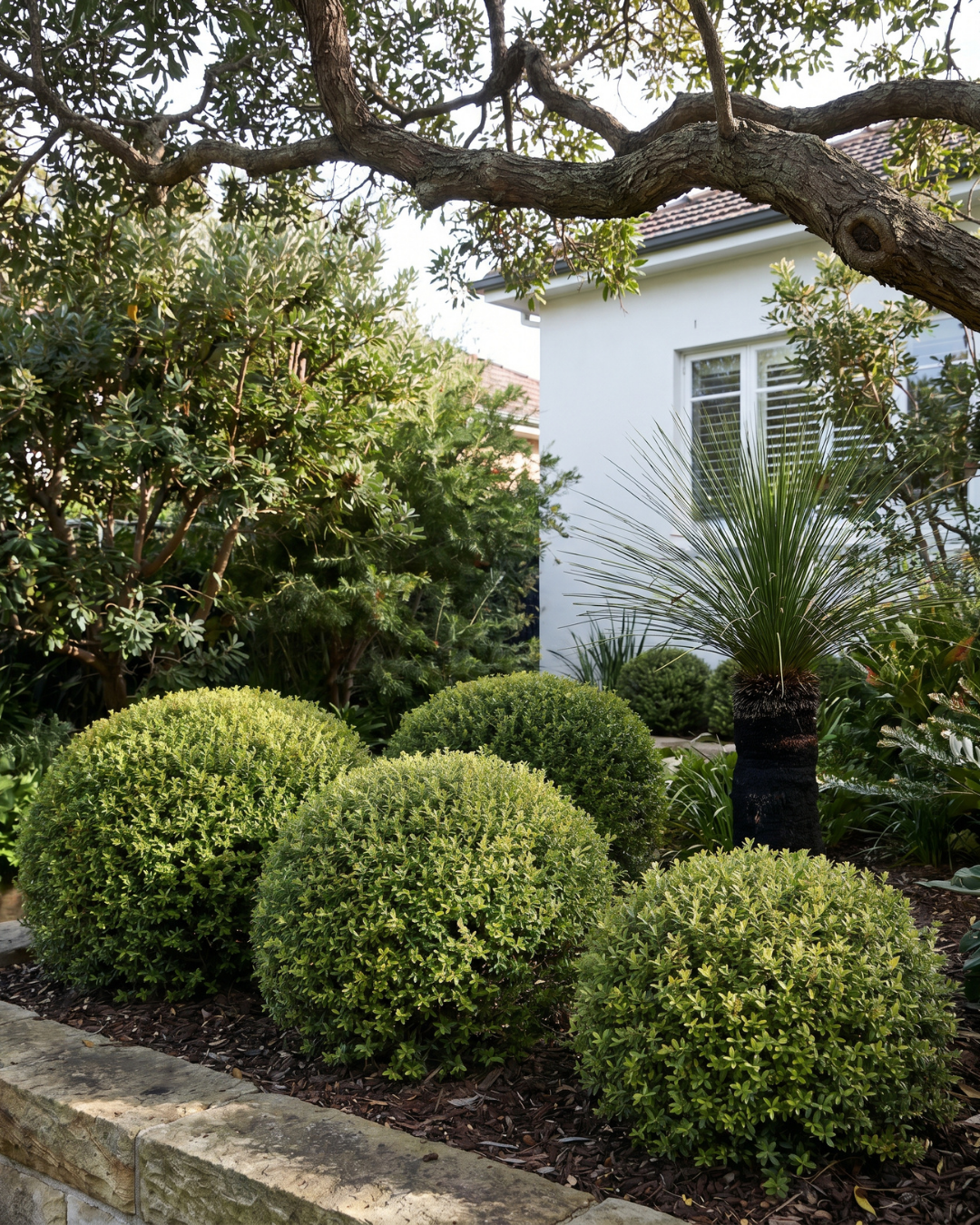 Buxus sempervirens English Box Topiary Balls — project image 1