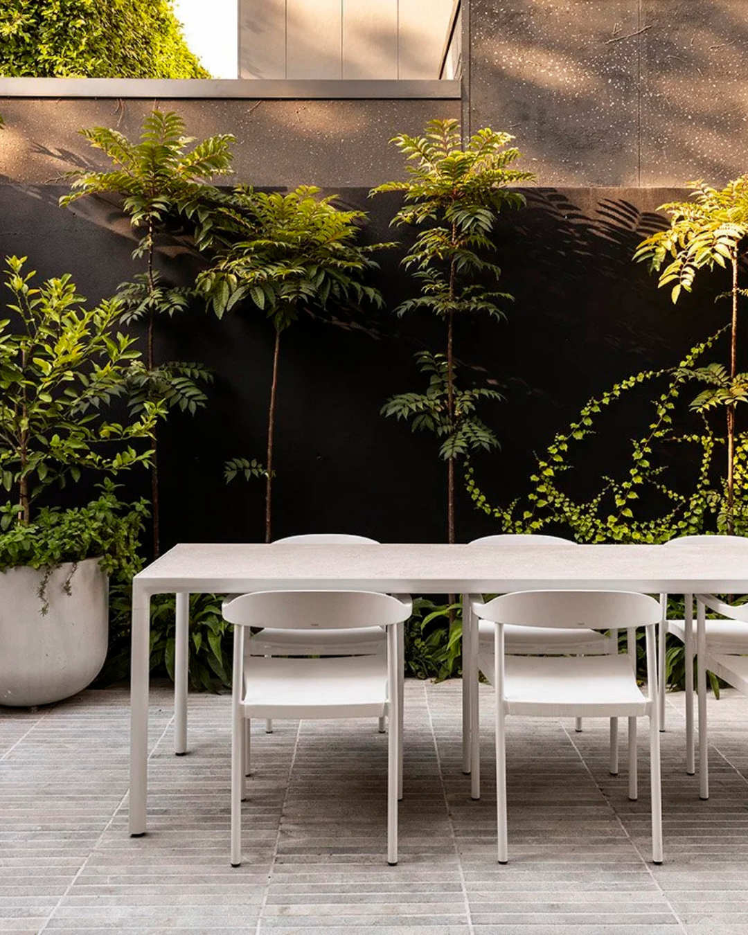 Cedrela sinensis Chinese Cedar — project image 1