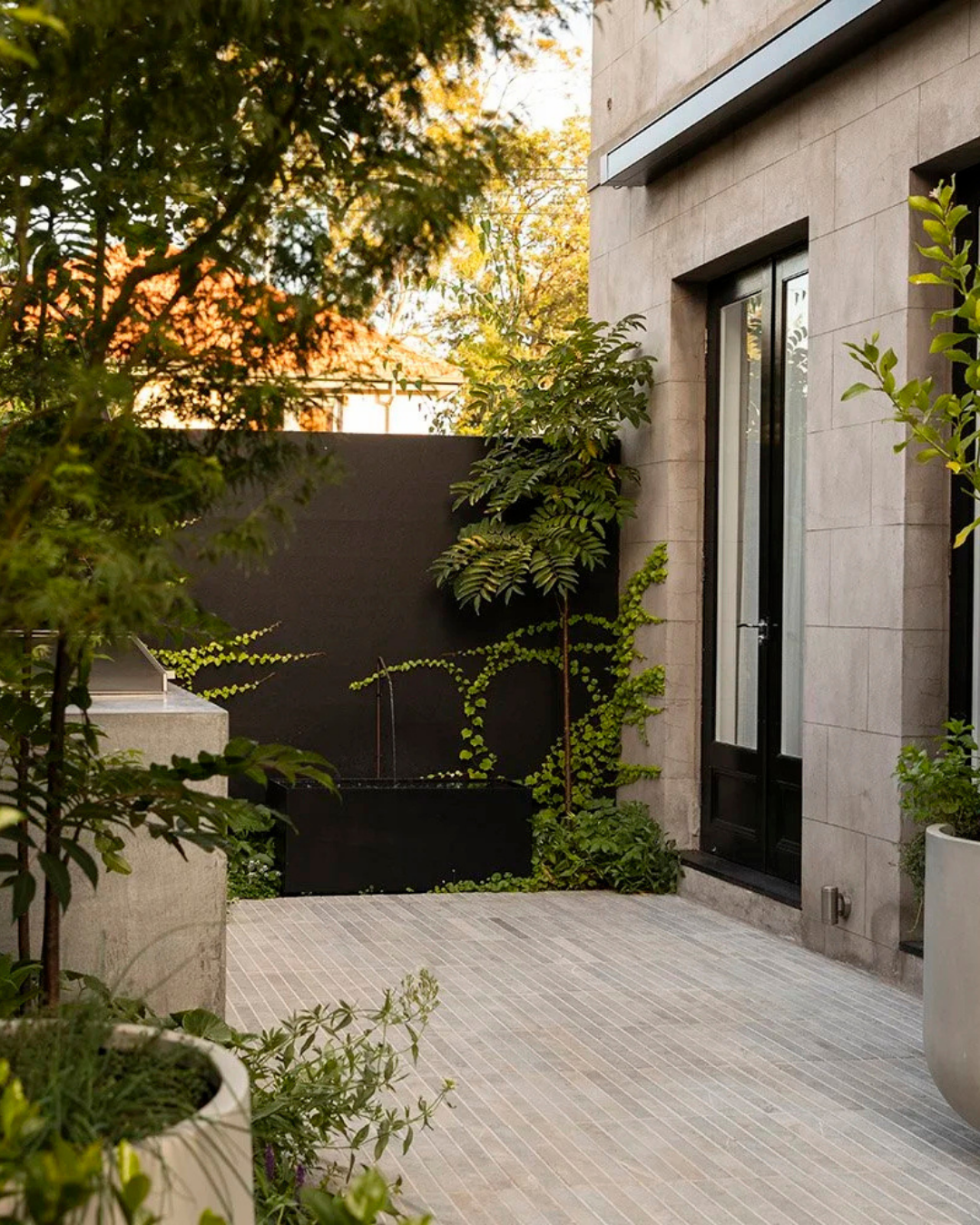 Cedrela sinensis Chinese Cedar — project image 2