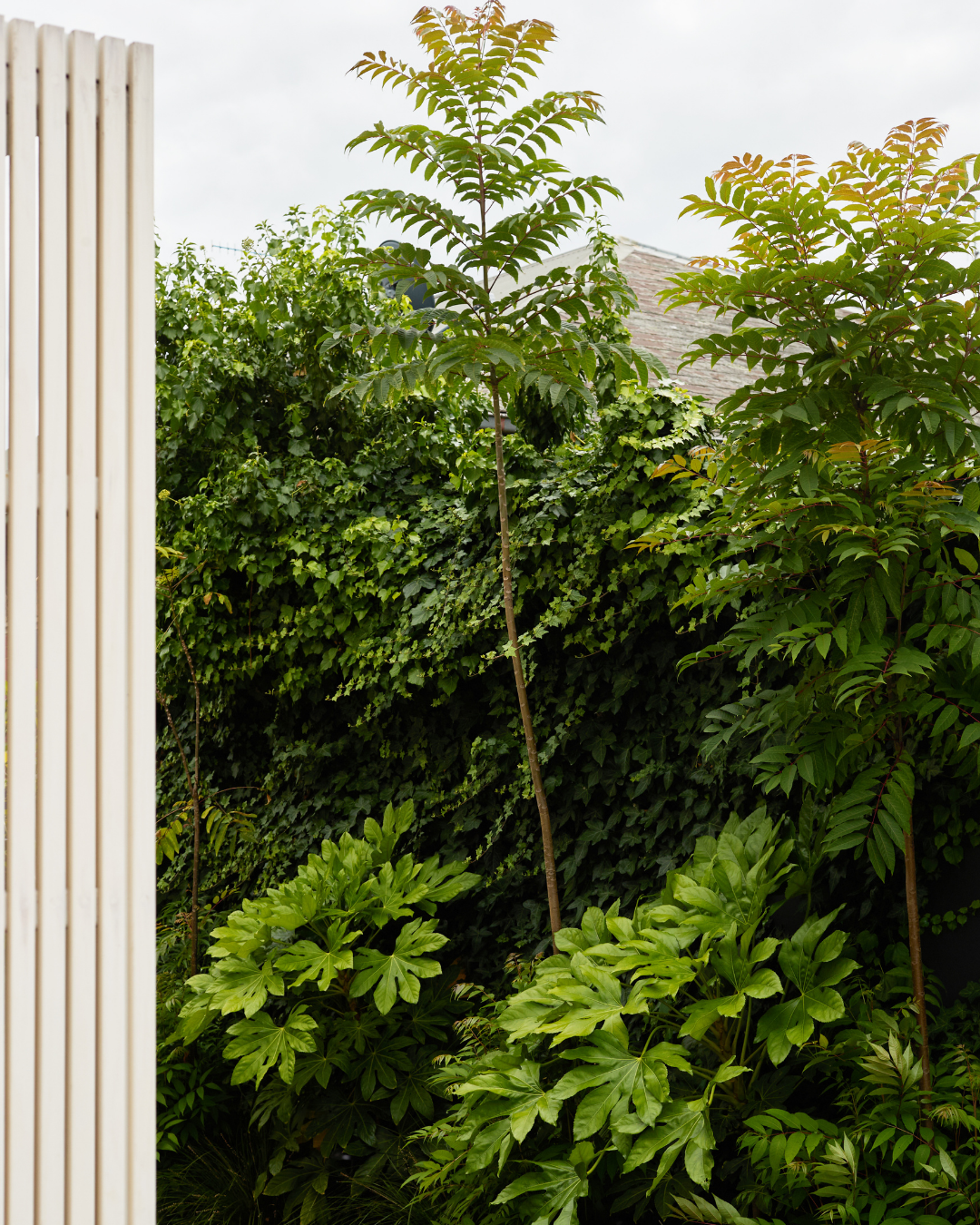 Cedrela sinensis Chinese Cedar — project image 3