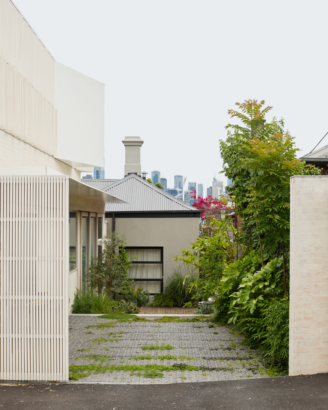 Cedrela sinensis Chinese Cedar — project image 4