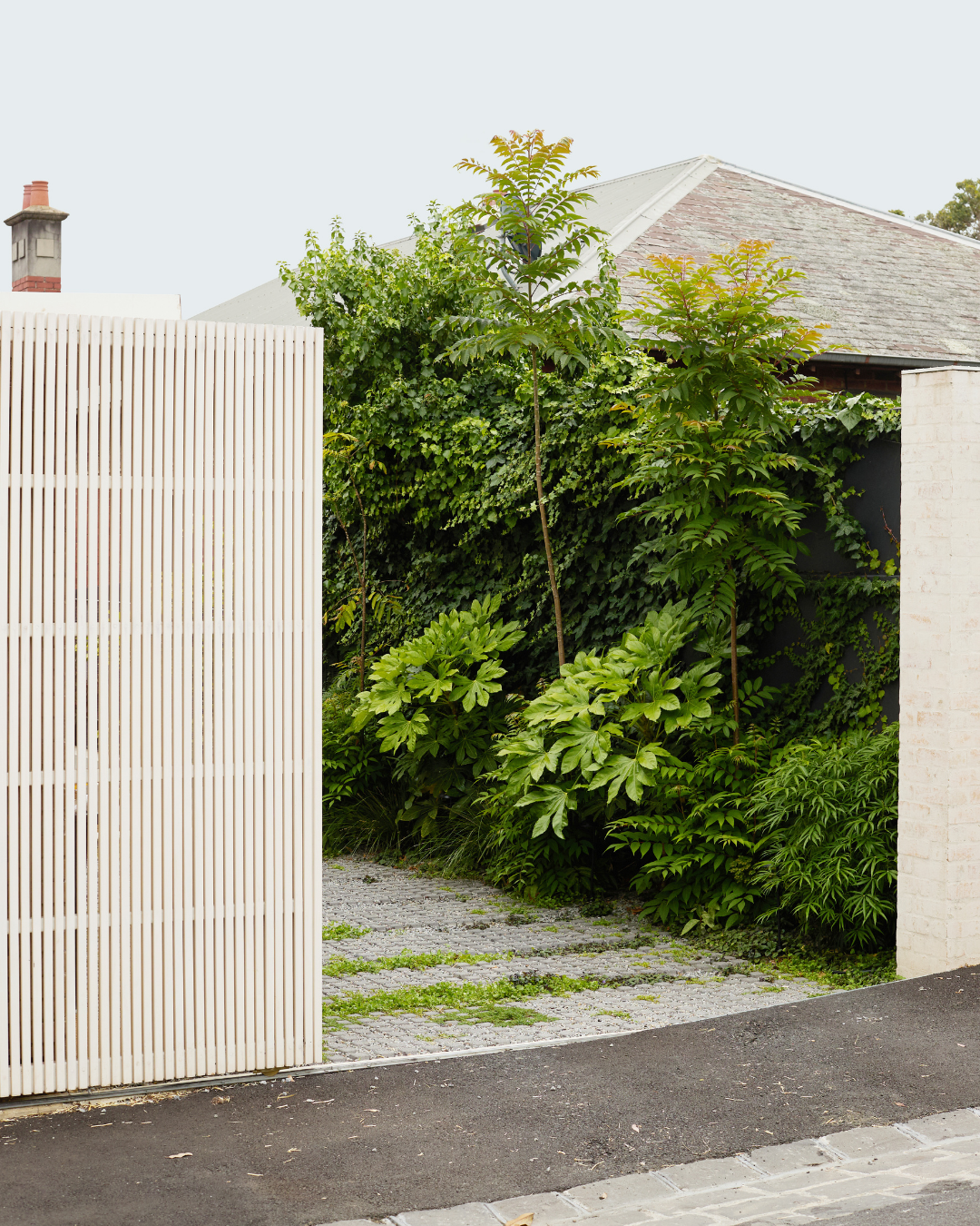 Cedrela sinensis Chinese Cedar — project image 5
