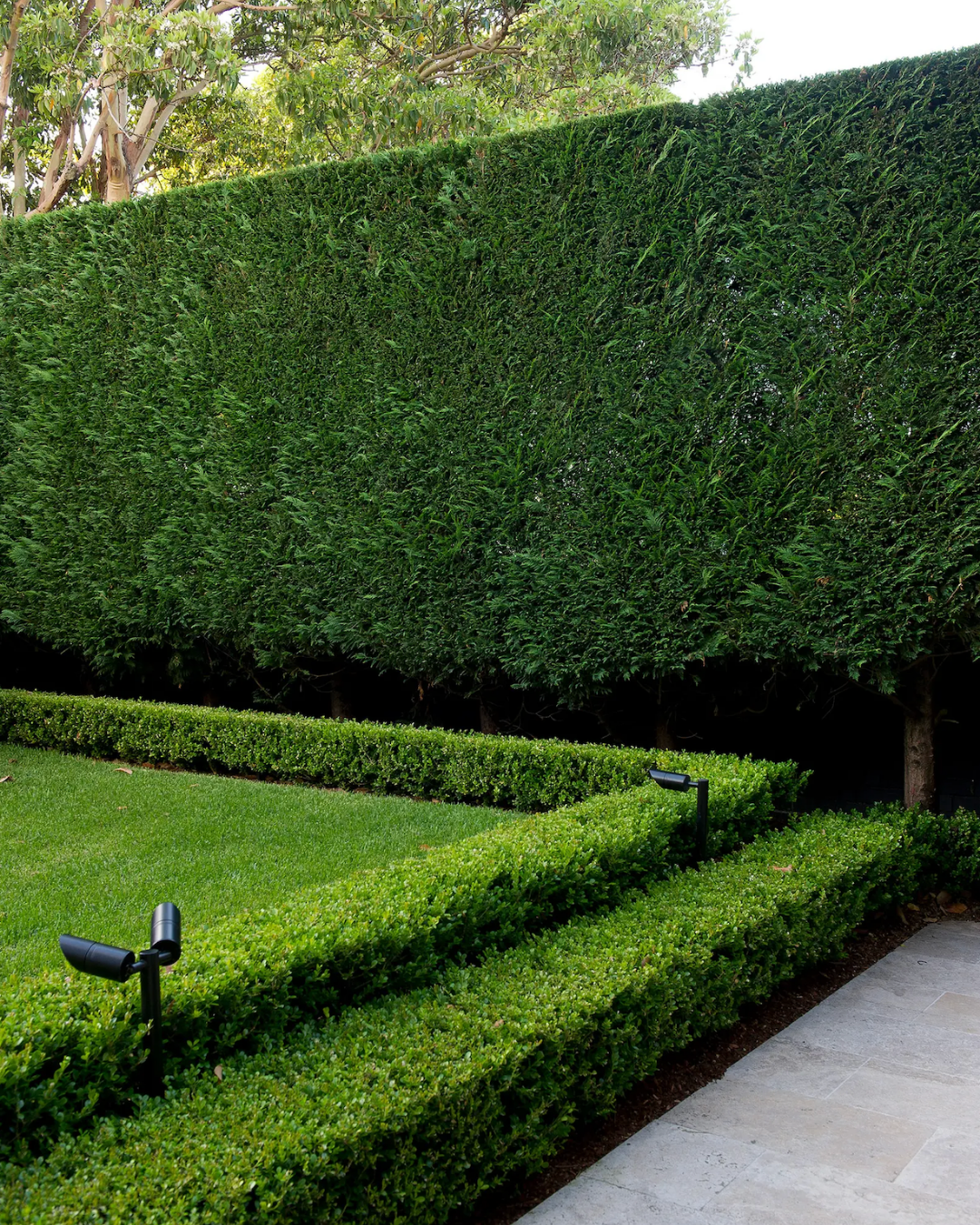 Cupressus x leylandii 'Better Green' — project image 1