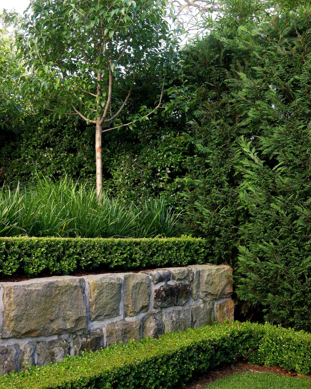 Cupressus x leylandii 'Better Green' — project image 2