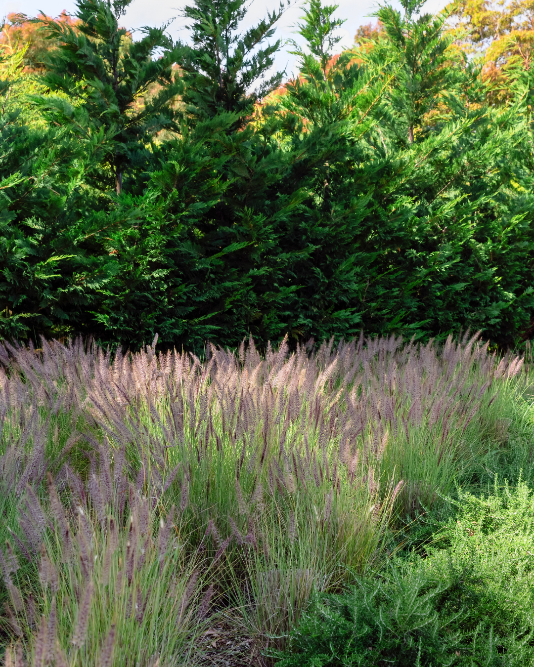 Cupressus x leylandii 'Leighton Green' — project image 1