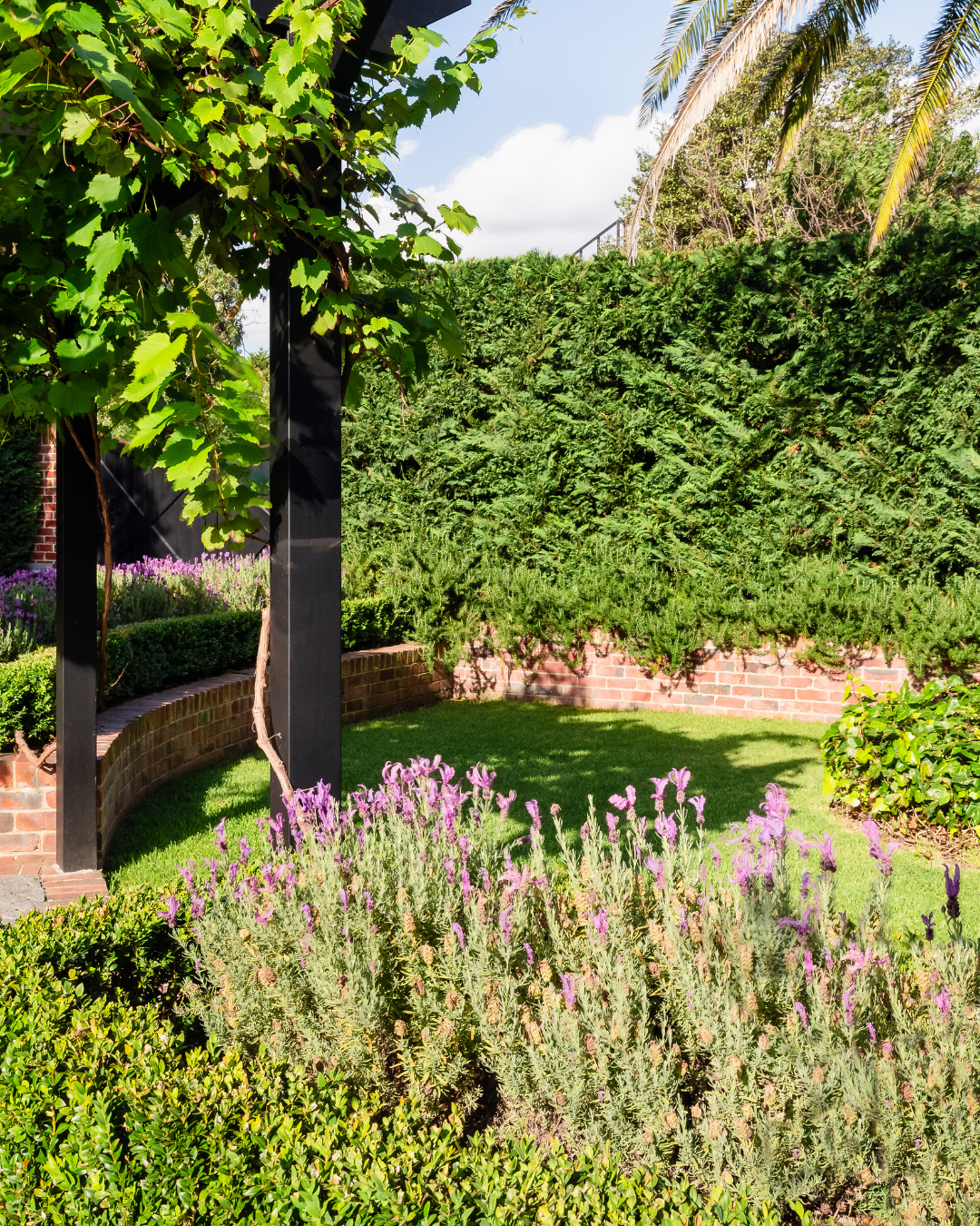 Cupressus x leylandii 'Leighton Green' — project image 3