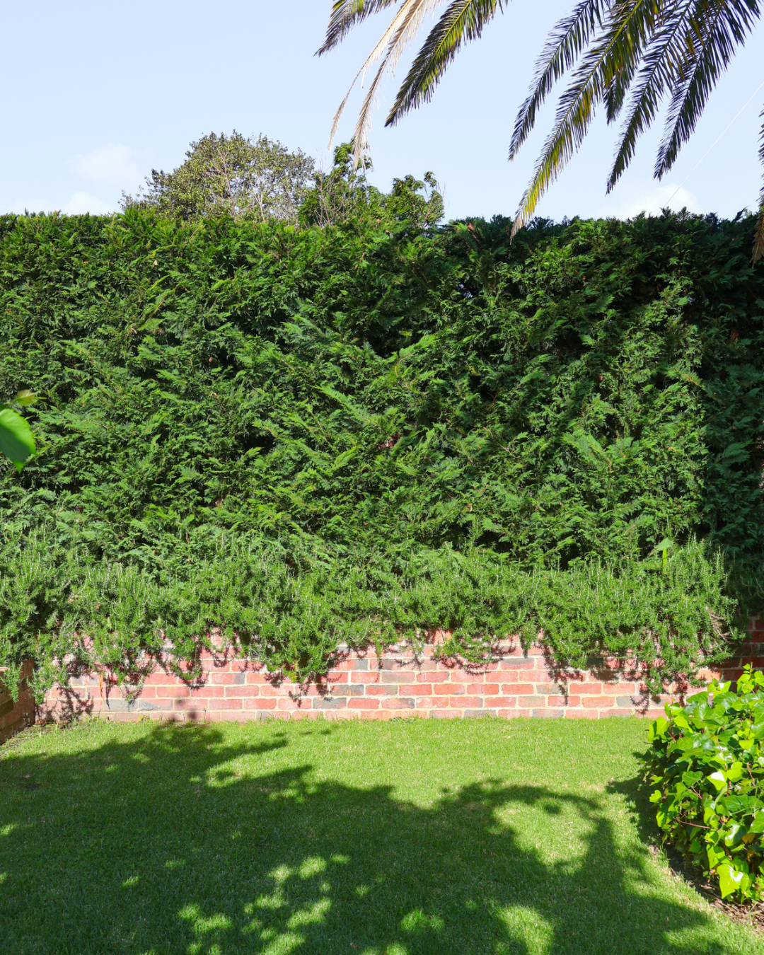 Cupressus x leylandii 'Leighton Green' — project image 4