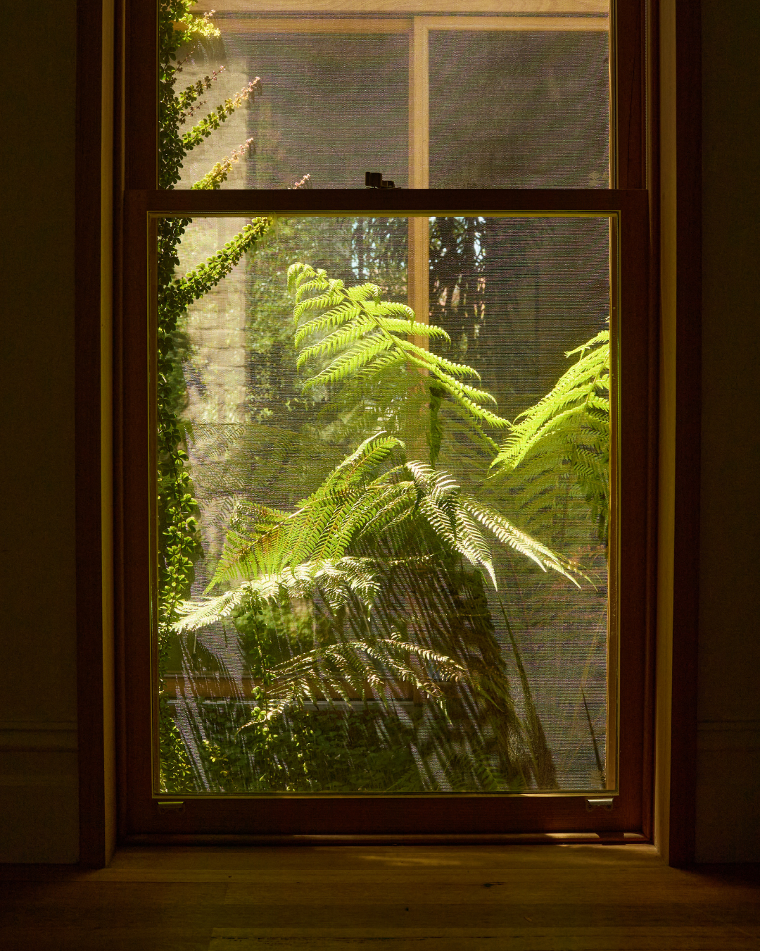 Cyathea cooperi – Australian Tree Fern — project image 1