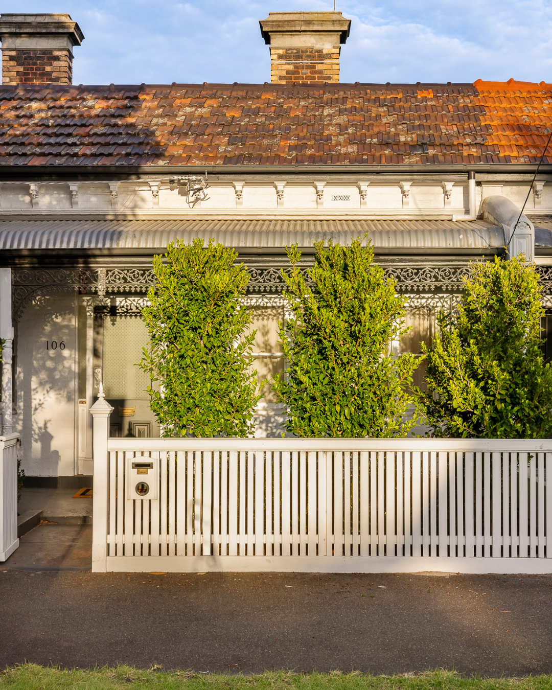 Ficus hillii 'Flash' — project image 1