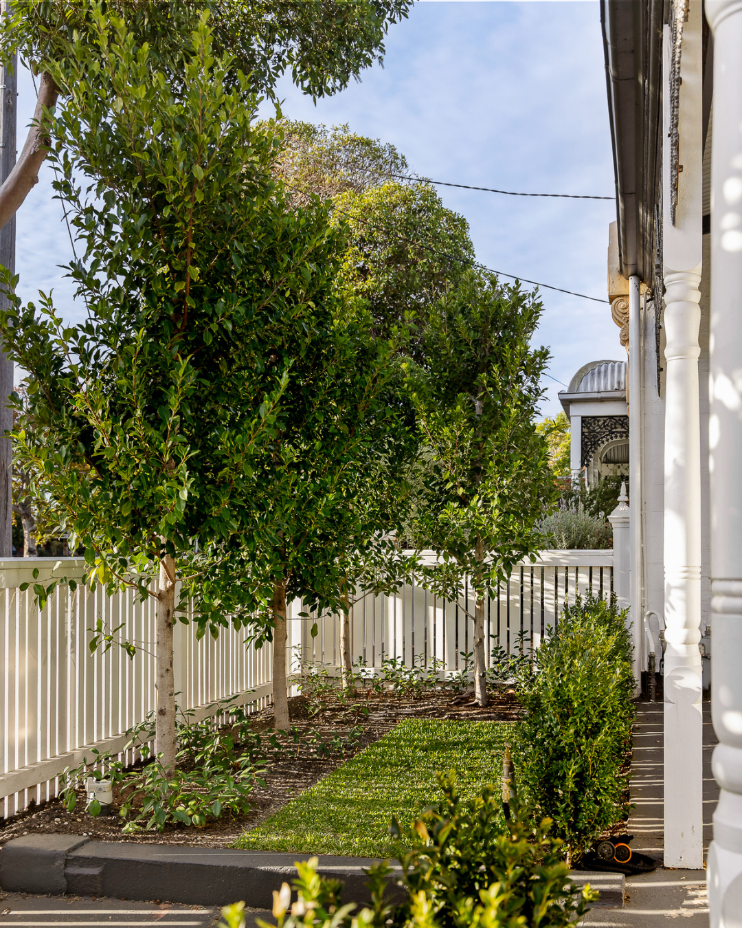 Ficus hillii 'Flash' — project image 2