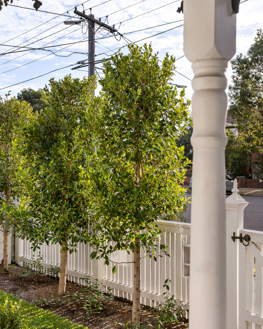 Ficus hillii 'Flash' — project image 3